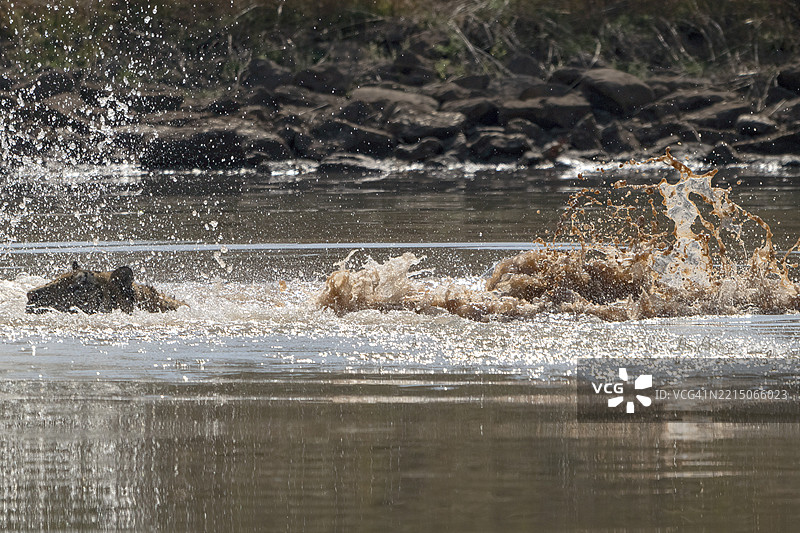 老虎（Panthera tigris），孟加拉虎或印度虎，大型猫科动物（Pantherinae），捕食者（Carnivora），高度濒危，在超过40°C的温度下在水中降温，萨图拉国家公园，虎保护区，中央邦，帕奇马尔希生物圈保护区，印度图片素材