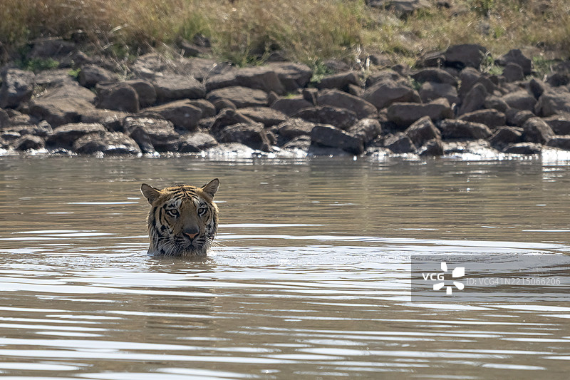 老虎（美洲虎，学名：Panthera tigris），孟加拉虎或印度虎，大型猫科动物（Pantherinae），捕食者（Carnivora），高度濒危，在温度超过40°C时在水中降温，萨图拉国家公园，虎保护区，中央邦，帕奇马尔希生物圈保护区，印度图片素材