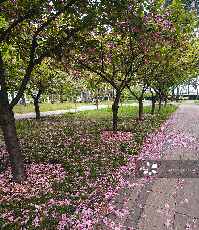 春天，基辅公园的小路上覆盖着落下的樱花花瓣图片素材