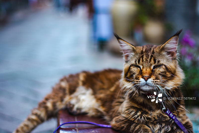 朱家角古镇的猫肖像图片素材