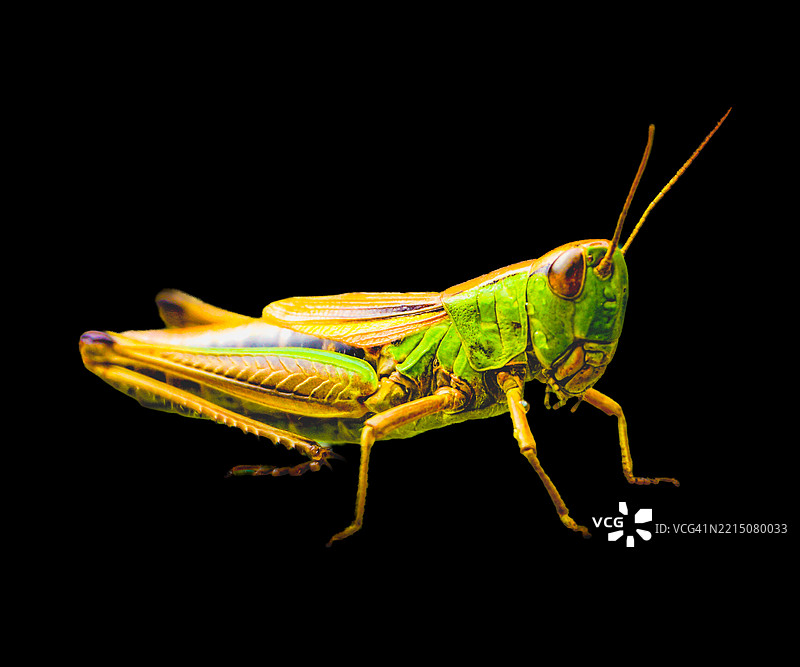 蚱蜢图片素材