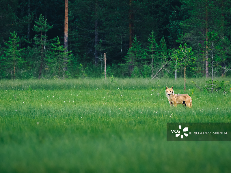 一只孤独的狼（Canis lupus）在芬兰东北部的夏夜草地上回头看着摄影师。图片素材