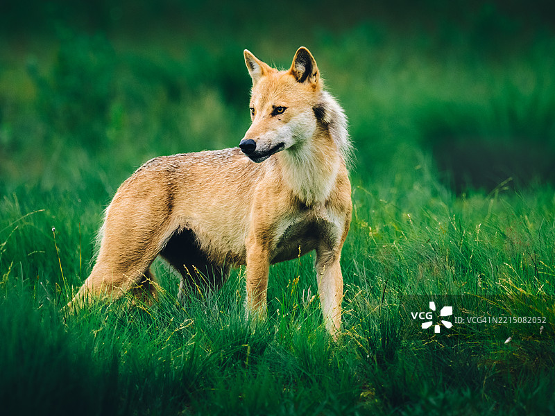 北欧芬兰东北部夏夜草地上的狼（Canis lupus）图片素材