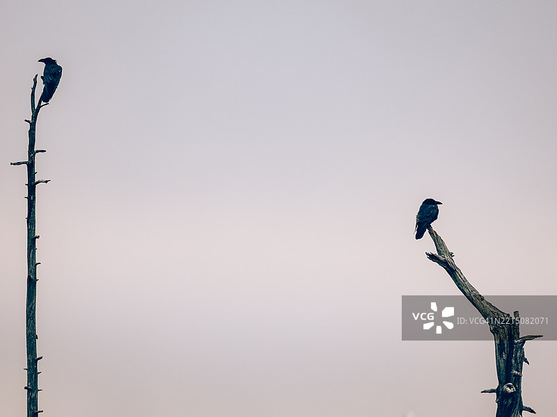 两只普通渡鸦（Corvus corax）朝不同方向望着阴 cloudy 的天空图片素材