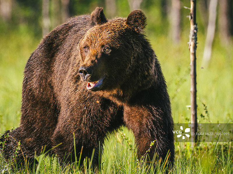 一只棕熊（Ursus arctos）在芬兰东北部阳光明媚的夏季傍晚的草地上。图片素材