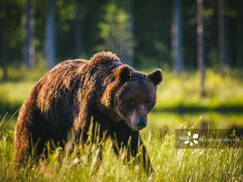 一只棕熊（Ursus arctos）在芬兰东北部的草地上，阳光明媚的夏季傍晚。图片素材