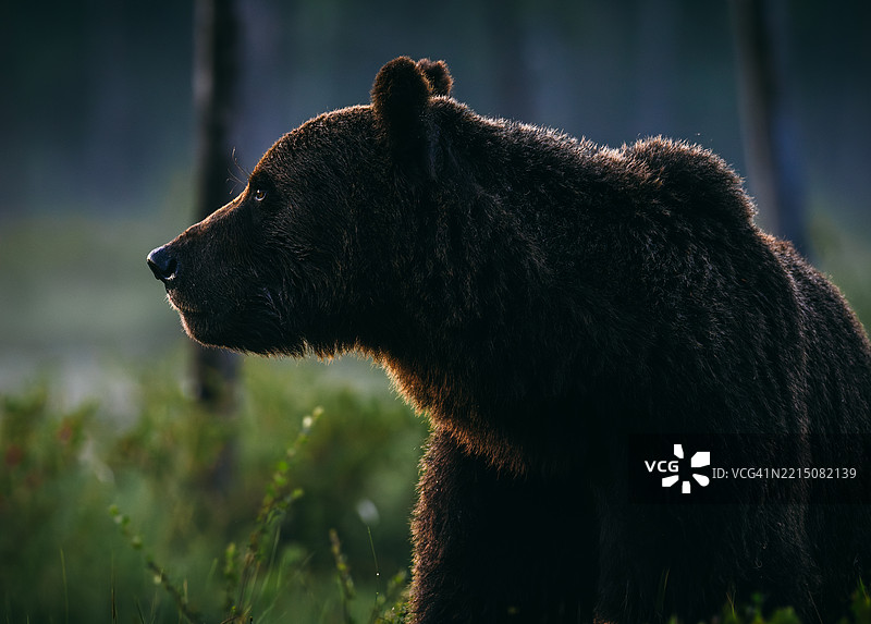 北欧芬兰东北部夏夜的棕熊（Ursus arctos）侧面画像图片素材