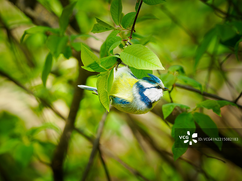 欧亚蓝山雀（Cyanistes caeruleus）在春天寻找食物图片素材