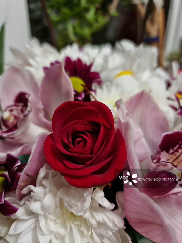 色彩鲜艳的花束特写，红玫瑰被兰花和菊花环绕，乌克兰图片素材