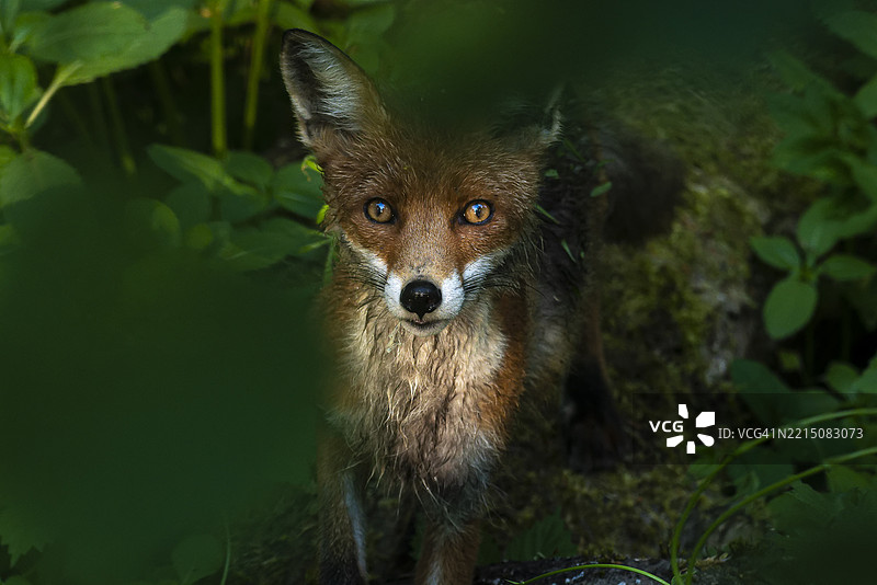 一只被森林植物部分遮挡的狐狸图片素材