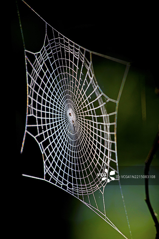 沾满露水的蜘蛛网在阳光下闪闪发光图片素材