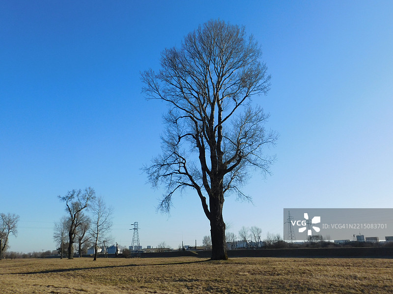 田野中孤独的树木在晴朗的蓝天下图片素材