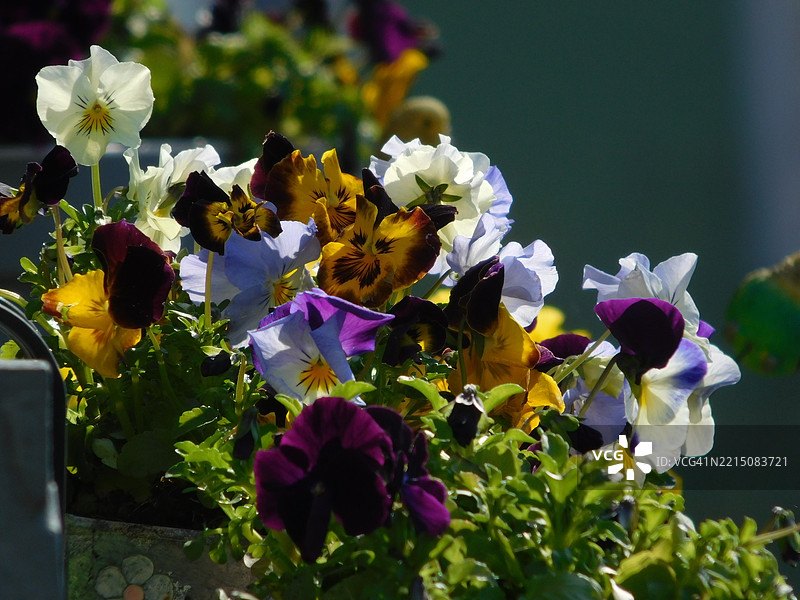 花园中盛开的鲜艳三色堇图片素材