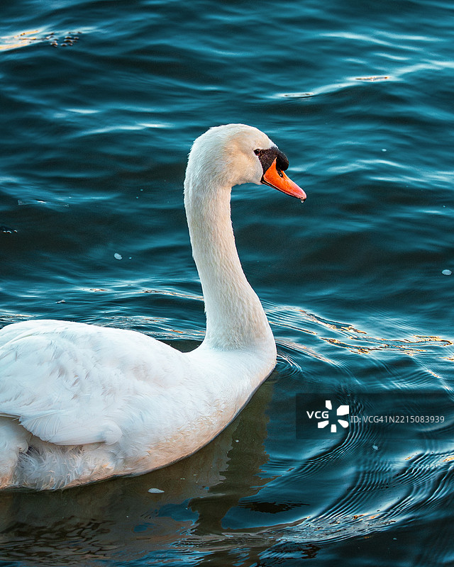 优雅的天鹅在波光粼粼的水面上滑行，布鲁克林，美国图片素材