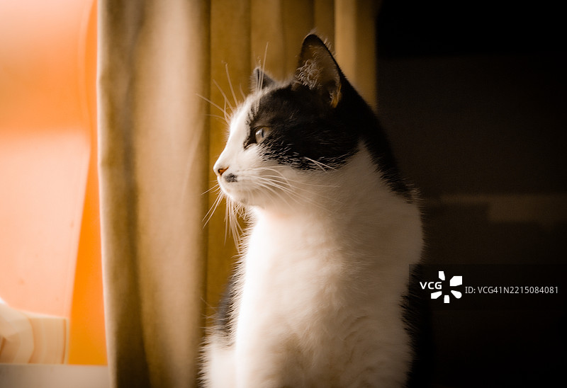 一只黑白相间的猫在柔和的光线中凝视窗外图片素材