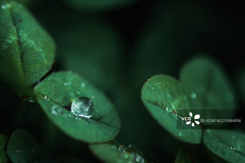 三叶草上的露珠图片素材