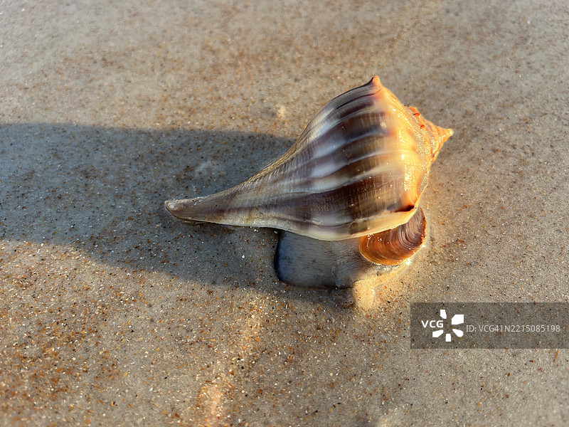 在海滩潮池中研究一个带有海螺的活海螺壳。图片素材