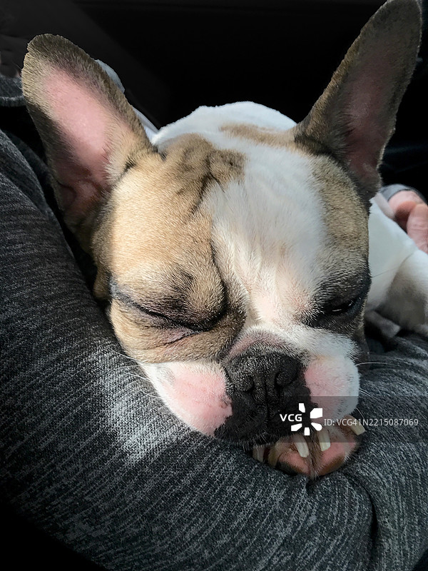 一只睡着的法国斗牛犬特写，它的粉色鼻子和耳朵沐浴在晨光中。图片素材