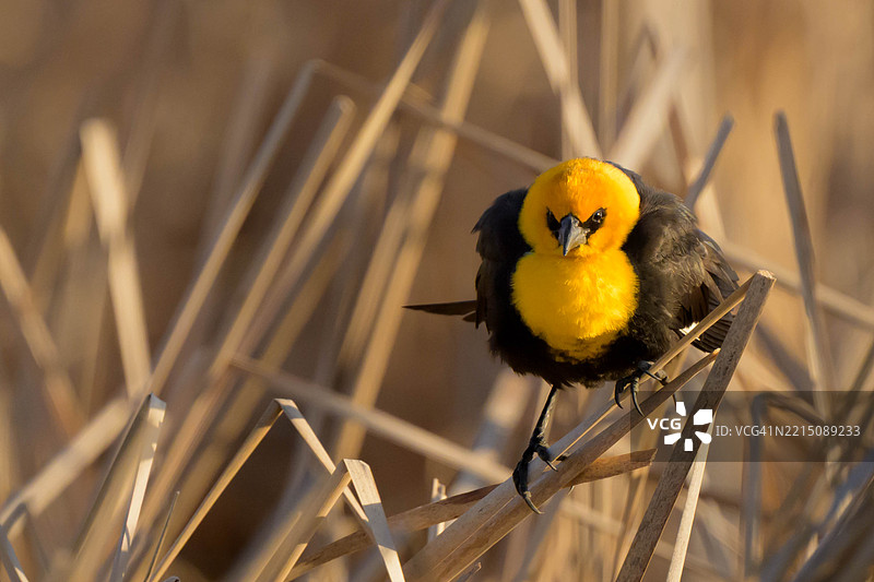 黄头黑鸟在晨光中停下来歌唱，阳光照耀着它的颜色，周围是芦苇和香蒲。图片素材