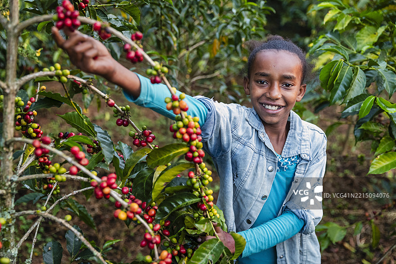 东非一位年轻的非洲女孩正在采摘咖啡樱桃图片素材