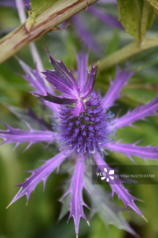 俯视紫色平头蓟花，美国，USA图片素材