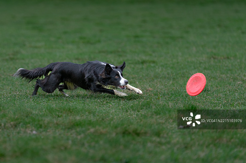 狗在草地上玩球的特写镜头图片素材