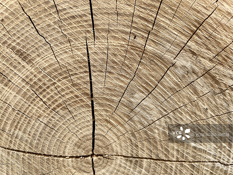 切割树干的特写，展示了可见的木纹和裂缝图片素材