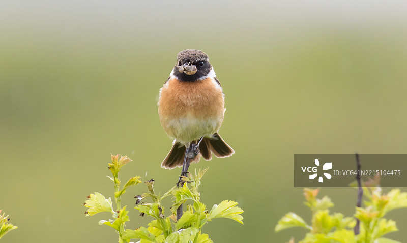 鸟栖息在植物上的特写镜头图片素材