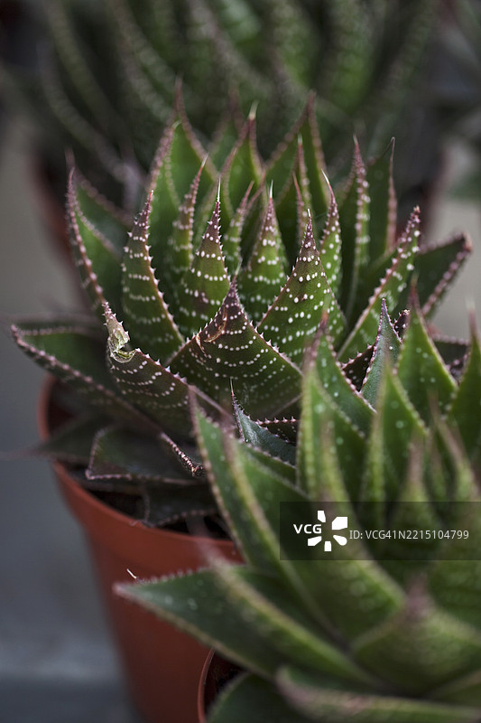 多肉植物盆栽的刺状叶子图片素材