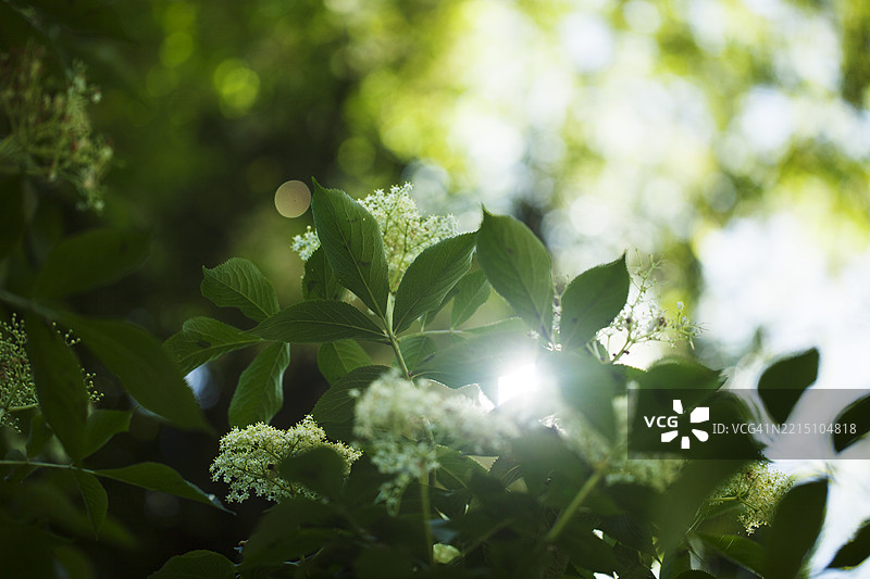 阳光透过树叶和花朵洒下光芒图片素材