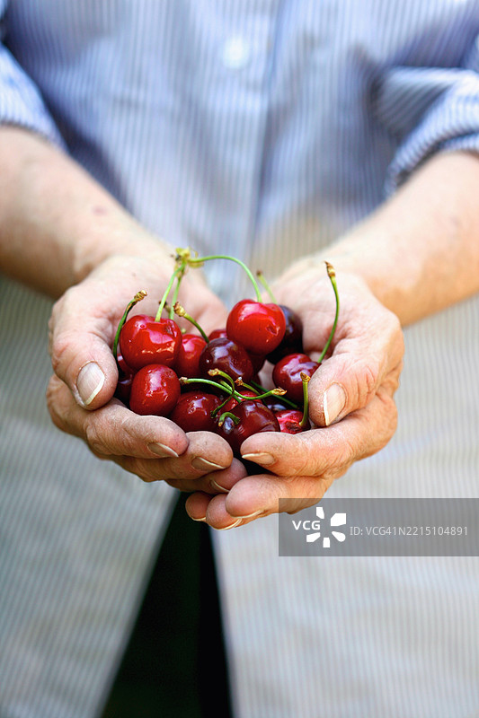 一双无法辨认的女性手握着一把成熟的红樱桃图片素材