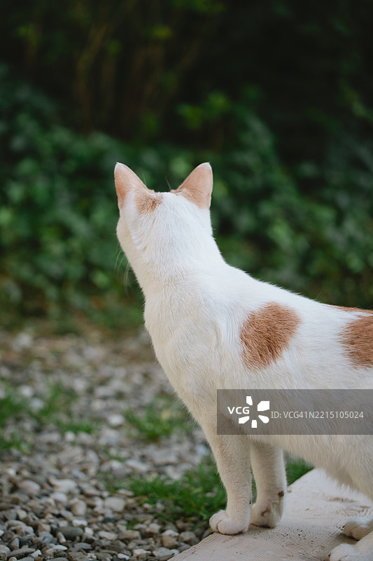 好奇的猫咪在前方的花园里探索的后视图图片素材