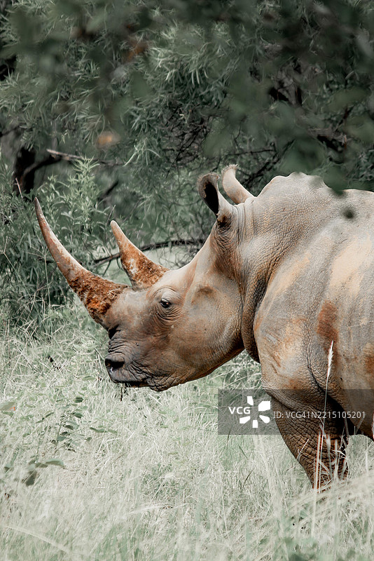 白色黑犀牛在田野上的特写镜头图片素材
