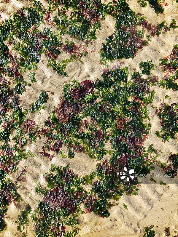 低潮时沙滩上五彩斑斓的海藻图案图片素材