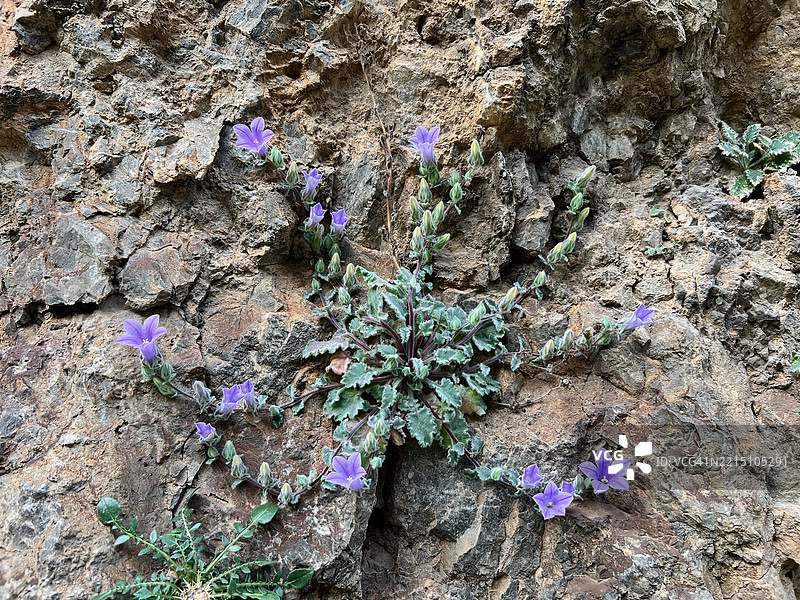 紫色开花植物的高角度视图图片素材
