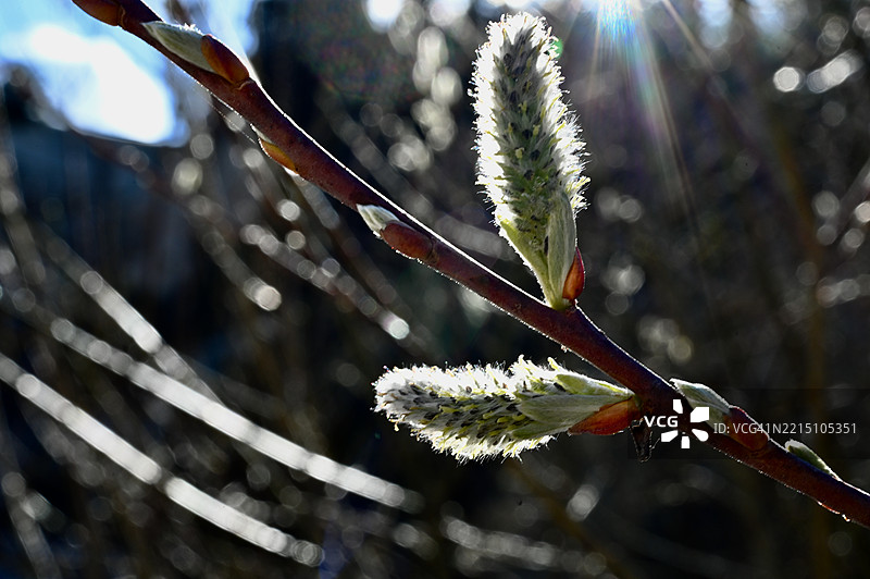 植物特写图片素材