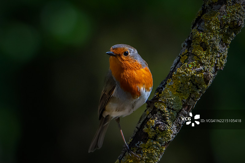 鸟儿栖息在树枝上的特写镜头图片素材