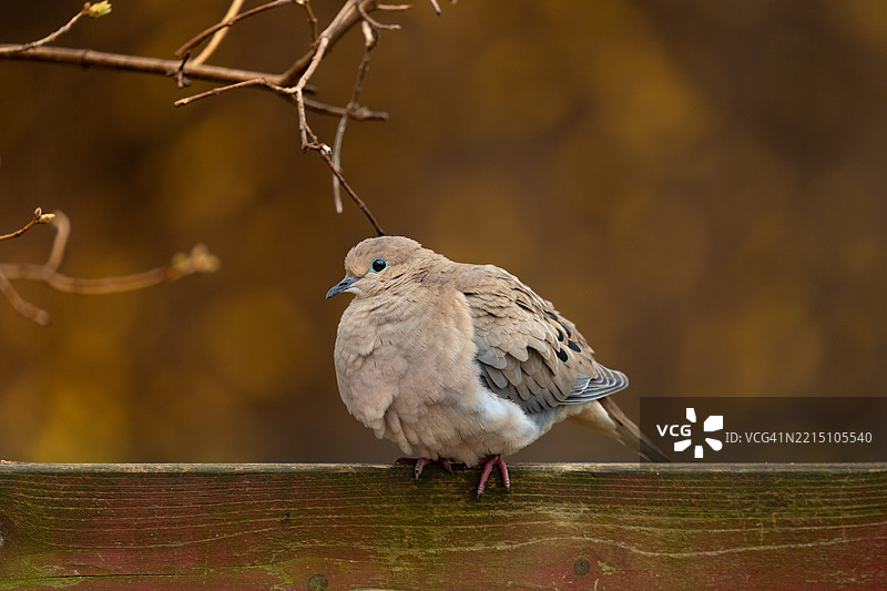 鸟儿栖息在树枝上的特写镜头图片素材