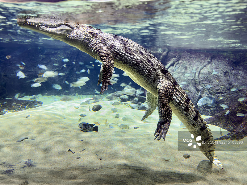 水下游动的鱼的特写镜头图片素材