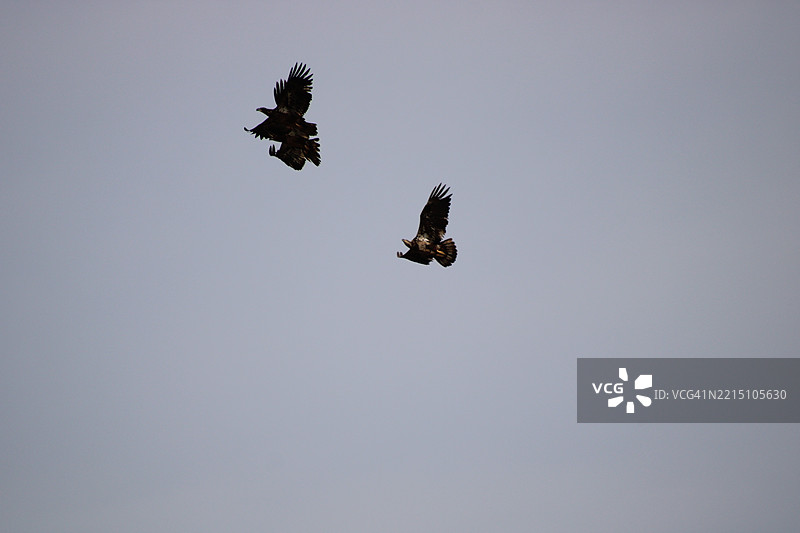低角度视图的鸟儿在晴朗的天空中飞翔，克里夫科尔，密苏里州，美国图片素材