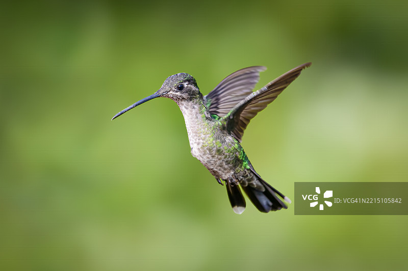 塔拉曼卡蜂鸟或令人赞叹的蜂鸟，尤金斯蜂鸟图片素材