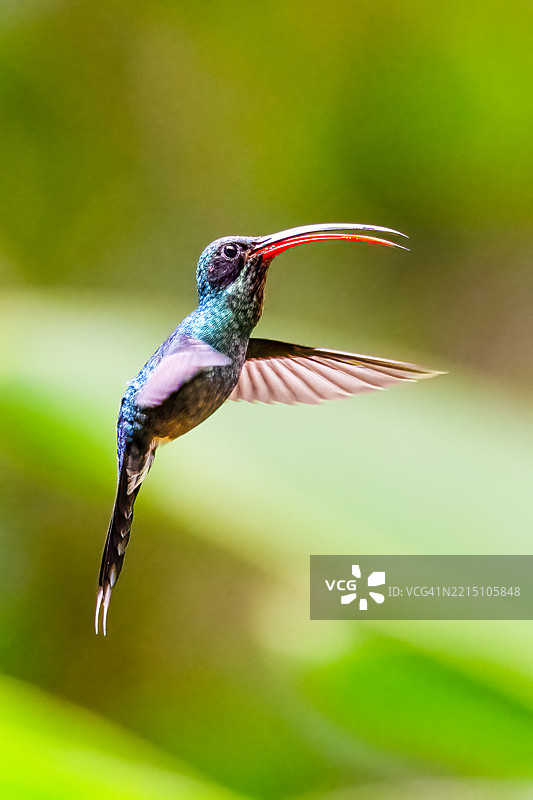 绿隐蜂鸟，Phaethornis guy，是一种大型蜂鸟，正在飞行中。图片素材