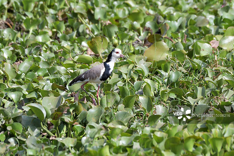 南方环颈鸻栖息在树上的特写镜头图片素材