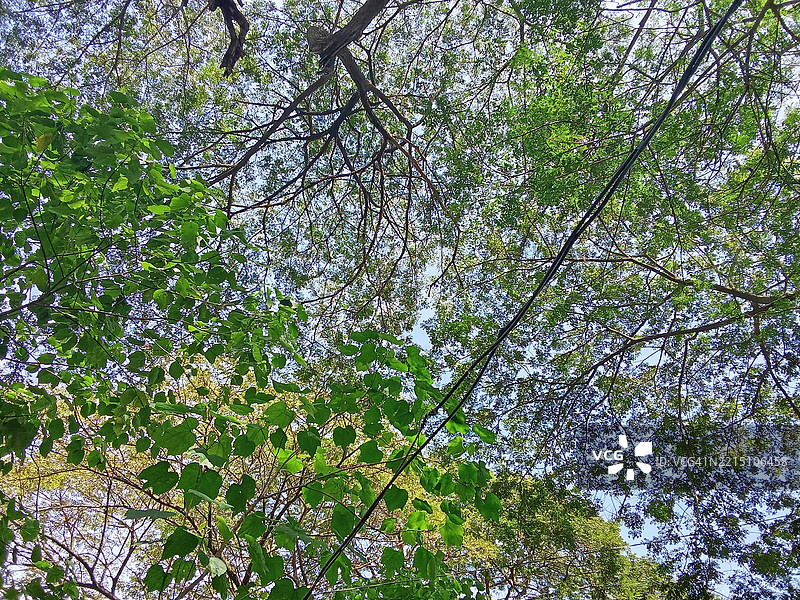 低角度视图的树木与天空，南科塔巴托，菲律宾第十二地区图片素材