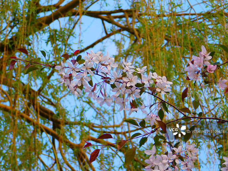 樱花树的低角度视图图片素材