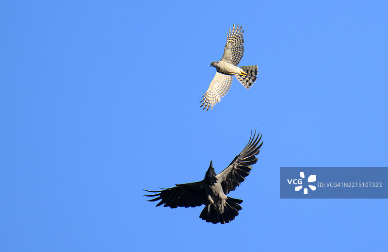 两只鸟正在展开翅膀图片素材
