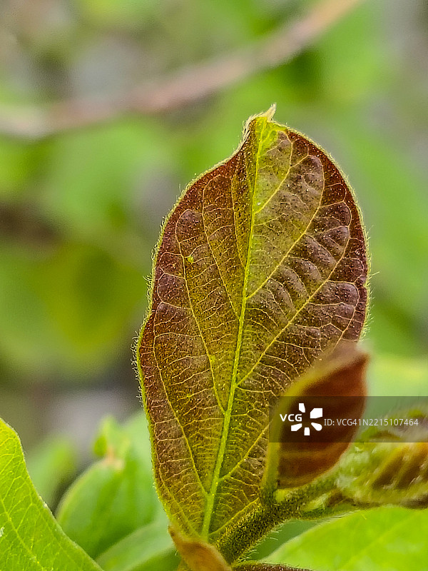 叶子的特写图片素材