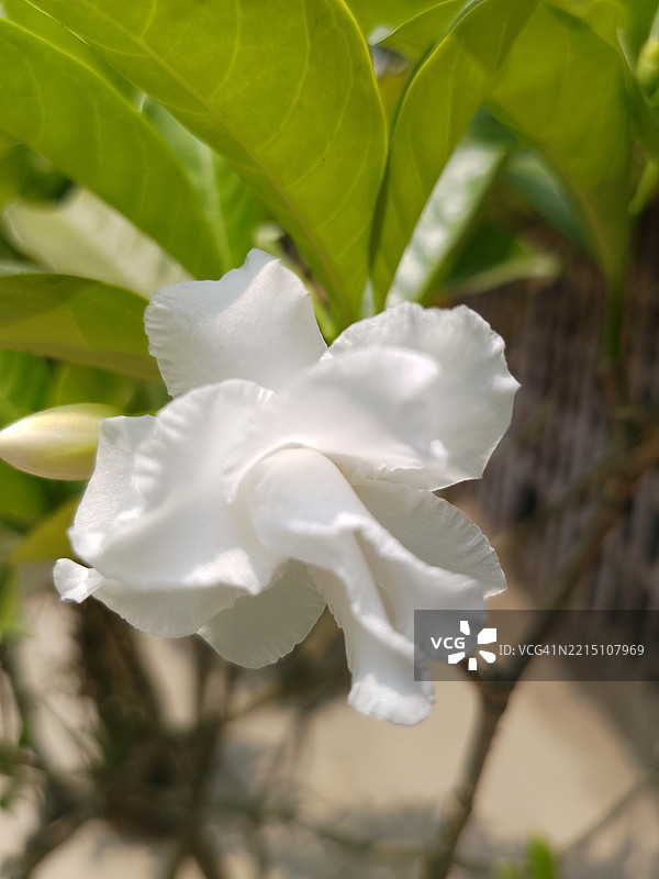 白玫瑰特写，孟加拉国库尔纳省萨特基拉区图片素材