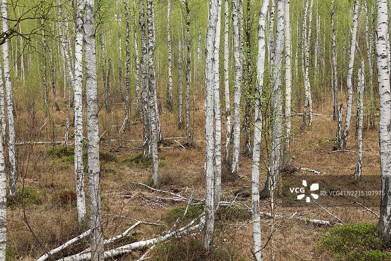 森林中的树木图片素材