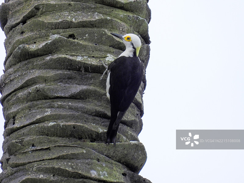 低角度视图的鸟栖息在岩石上，巴西图片素材